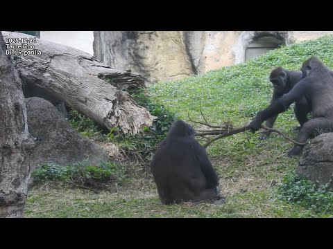 little gorilla Jabali打擾dad D'jeeco。Ringo追逐。拍打mom要喝奶/Tayari拔… サムネイル