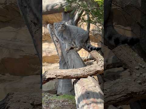 shorts ナゴムくん 肩から歩く感じはボルじーじソックリ☺️ マヌルネコ　那須どうぶつ王国にて　2026年3月29日 サムネイル