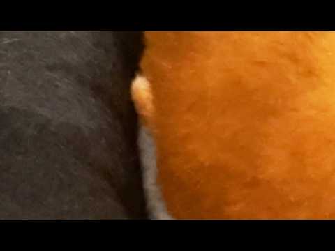 柴犬の耳が見たことないくらい小っちゃくなっていた。 サムネイル