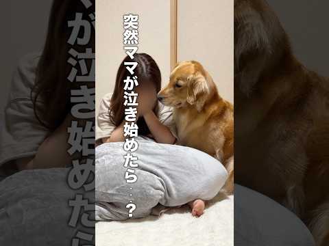 飼い主が泣き出した時の犬と猫の反応の違い...😭【ゴールデンレトリバー・ボーダーコリー】 サムネイル