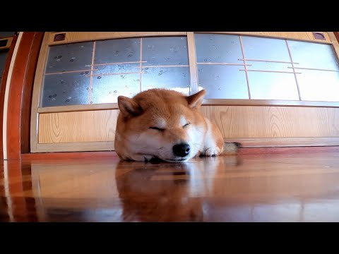 寝る柴見る柴 サムネイル