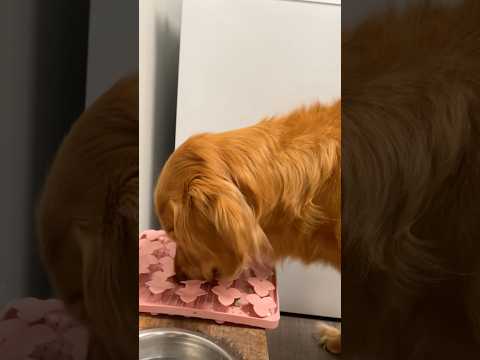 coming home to my golden retriever🥵goldenretreivers dog pup… サムネイル