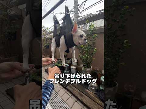 爪切り対策が本気すぎた結果　　フレンチブルドッグ　犬　かわいい犬 犬のいる暮らし かわいい サムネイル