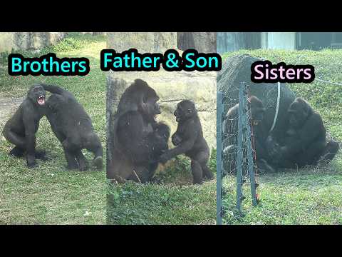 Happy Gorilla D'jeeco family,Ringo play w/D'jeeco,Jabali,Ir… サムネイル