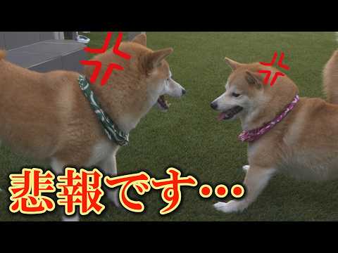 妹柴犬が兄に戦いを挑んだら、兄があっさり負け、降参してしまいました・・・