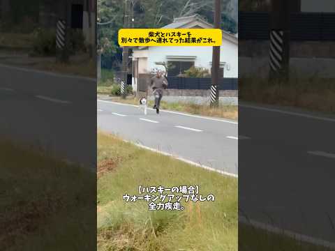 柴犬とハスキーを別々で散歩へ連れていった結果がこれ…wwシベリアンハスキー 柴犬 shortvideo shorts サムネイル