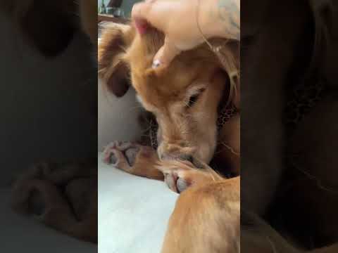 coming home to my golden retriever🥵goldenretreivers dog pup… サムネイル