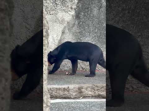 shorts マレーグマのマーチンくん　のんほいパークにて　2026年1月23日 サムネイル