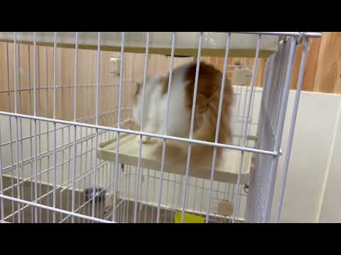 ゲンキくん　ワンニャンリビング　那須どうぶつ王国にて　2026年2月27日 サムネイル