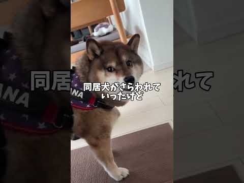 黒柴🐕の同居犬はもしや… サムネイル