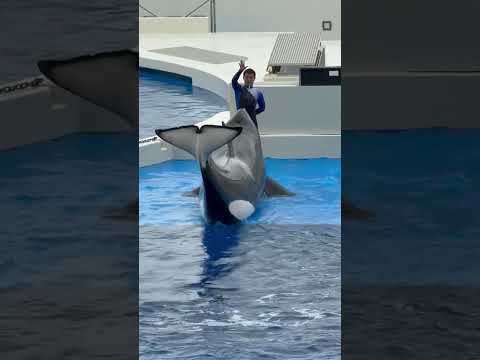 shorts ランちゃんとトレーニング😊　須磨シーワールドにて　2025年12月25日 サムネイル