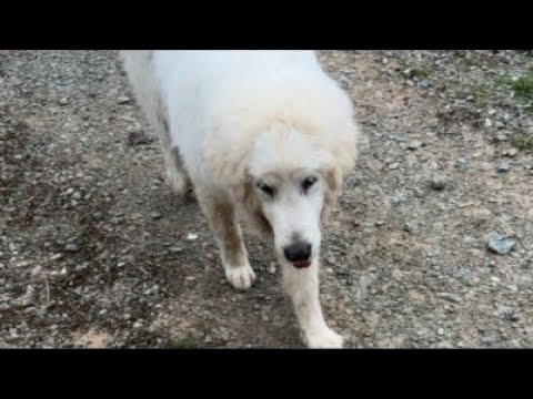 ミントの大冒険 がライブ配信中！ サムネイル