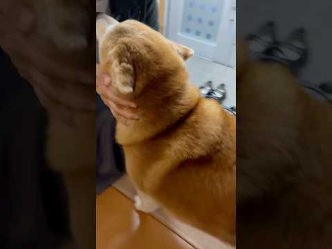 柴犬福 母と姉を盛大に出迎える柴犬🤣Sis,Mom and Shiba🤣姉と柴 shorts japanesedog… サムネイル