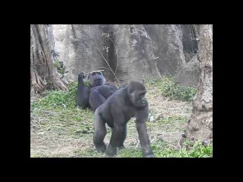 gorilla Tayari 14y9m old mom & son Jabali 5y1m old & nephew… サムネイル