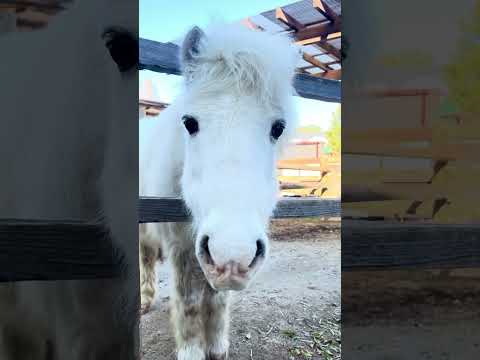 ランマルを眺めてみた東武動物公園動物癒しポニー白馬 サムネイル