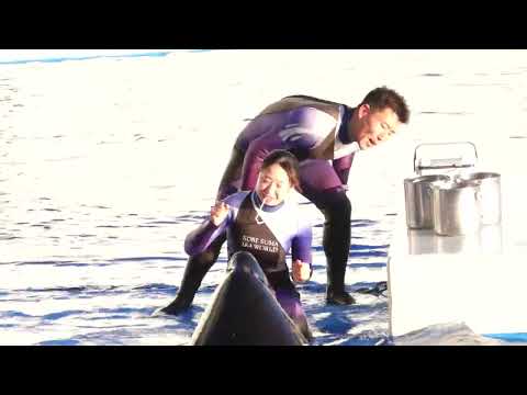 ランちゃんとステラさんトレーニング　須磨シーワールド　00104