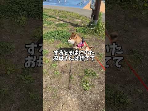 柴犬ですがたまに熊と間違われます🐻 サムネイル
