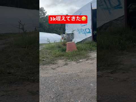 3kgのかぼちゃを咥えてきた犬…おまえは何者だ😂