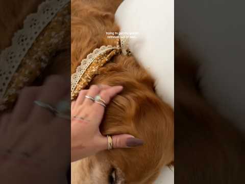 coming home to my golden retriever🥵 goldenretreiver dog ind…