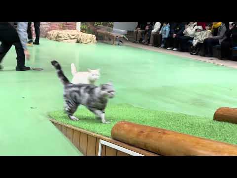 ビアー！エール！なかなか見れない猫によるショー ザ・キャッツ　那須どうぶつ王国にて　2025年1月9日 サムネイル