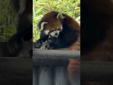 shorts ひなたくんがソコにいる事に気が付いた円実ちゃん🤭　レッサーパンダ　大森山動物園にて　2026年5月21日 サムネイル