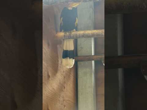 shorts (見学が許されている方の)オオサイチョウ　埼玉県こども動物自然公園にて　2026年3月6日 サムネイル