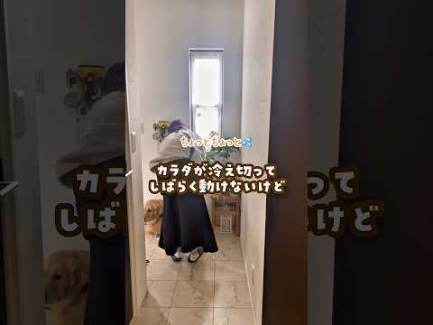 冬の寒い散歩の救世主 #ゴールデンレトリバー #大型犬のいる生活 #大型犬と子供 #goldenretriever サムネイル