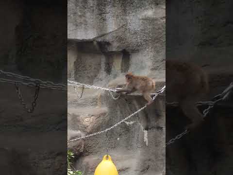 shorts ニホンザル　浜松市動物園 サムネイル