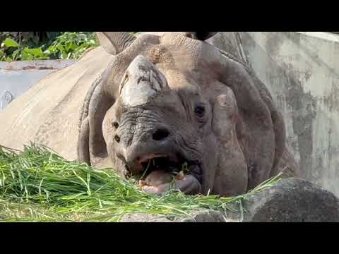 セラくん　インドサイ　東山動植物園にて　2026年3月13日 サムネイル