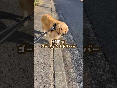 意外と頑固なゴールデンレトリバー ゴールデンレトリバー 大型犬のいる生活 goldenretriever