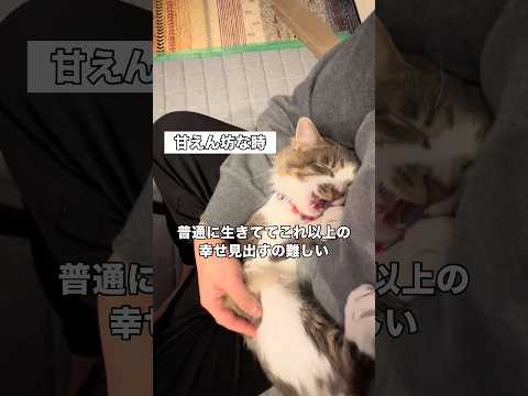 いつもツンツンなのにたまに甘えん坊になる猫がまじで愛しい 甘えん坊猫 猫 ねこのきもち shorts サムネイル