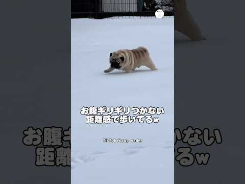 雪に埋もれながら歩く犬　パグ　犬　かわいい かわいい犬 犬のいる暮らし サムネイル