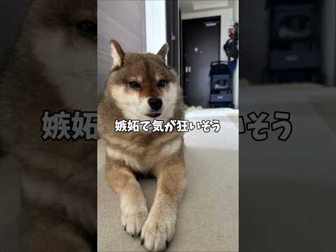 なぜか抱っこされない柴犬・・・ サムネイル