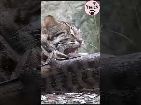石虎捲心餅打哈欠🥰😆 taipeizoo 台北市立動物園 leopardcat cuteanimals shorts サムネイル