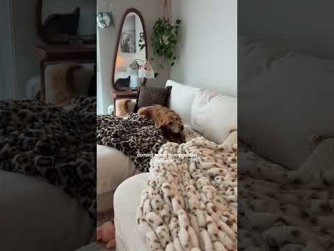 coming home to my golden retriever ♥️ goldendog dog puppy g… サムネイル