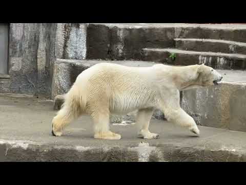 どうしても、「もうバフィンさん居ないの」っと教えようとしているように見えてしまうユキさん　  ホッキョクグマ　浜松市動… サムネイル