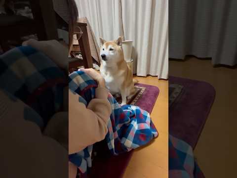 柴犬福 母へ散歩お願いする時の柴犬🤣Mother's boy🤣shorts japanesedog 柴犬 shibai… サムネイル