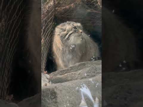 shorts 今朝も美しいアズちゃん　マヌルネコ　神戸どうぶつ王国にて　2025年12月28日 サムネイル