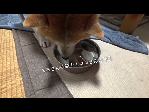 「いえ、私はただ"両方を食べない"を教えたいだけなのです」と語るズボラ飼い主のヨーグルト領土戦