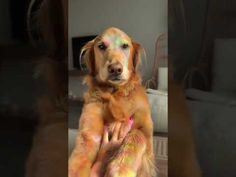 coming home to my golden retriever🥵goldenretreivers dog pup… サムネイル