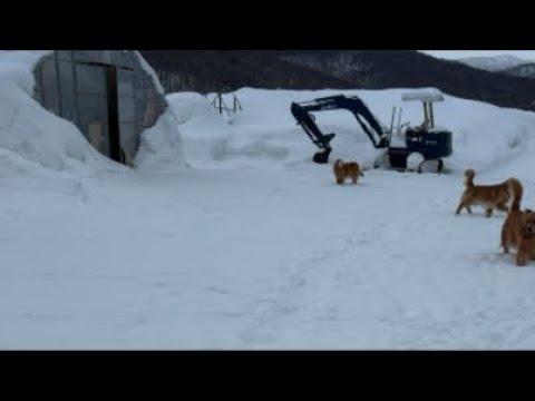 ミントの大冒険 がライブ配信中！ サムネイル