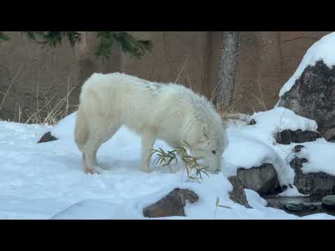 くんくん真白ちゃん　ホッキョクオオカミ　那須どうぶつ王国にて　2026年2月1日 サムネイル