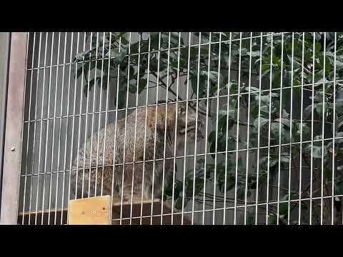 一頭が寝ているのもあるが、しばらく この2頭でカラんでました〜　マヌルネコのこども　東山動植物園にて　2025年12月… サムネイル