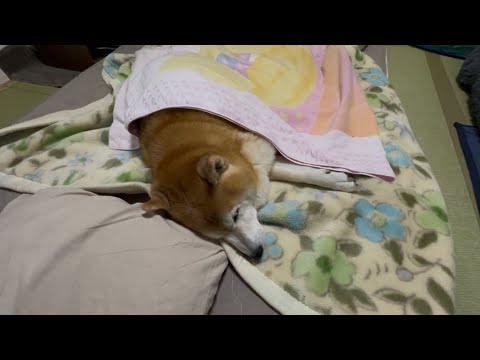 柴犬福 おばあさんの布団で先に寝てた柴犬🤣Why here🤣 サムネイル