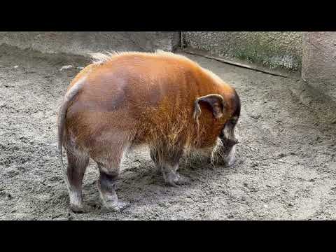 アカカワイノシシのセイくん　那須どうぶつ王国にて　2026年1月11日 サムネイル