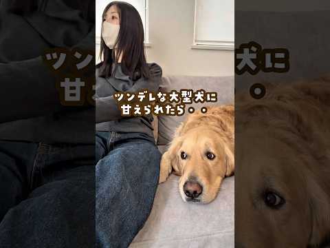 ツンデレな大型犬に甘えられたら ゴールデンレトリバー 大型犬のいる生活 goldenretreiver サムネイル