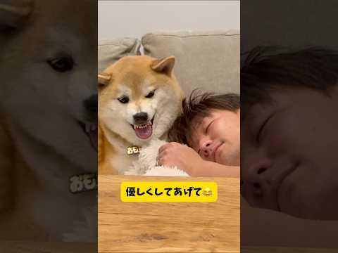 犬と心が通じ合うと起こる事… 柴犬 shortvideo