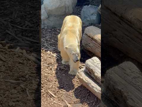 shorts ホラ見つかった♪ボク天才でつ🐻‍❄️ 豪太くんの  ホッキョクグマガイド　男鹿水族館GAOにて　2026… サムネイル