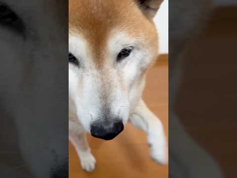 柴犬福 大好きな母からたんまりお土産をもらうマザコン柴犬🤣Mother's boy🤣#shorts #funny #f… サムネイル