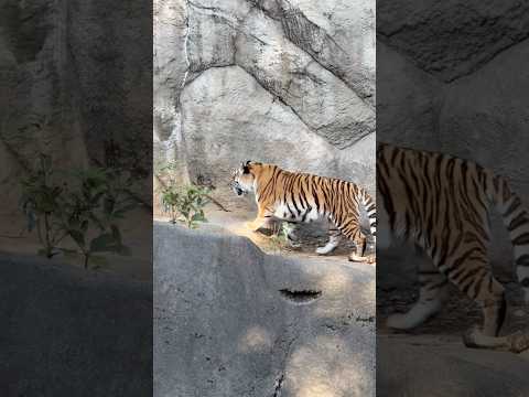 shorts テコテコ　サーシャちゃん　アムールトラ🐯　浜松市動物園　2026年3月15日 サムネイル